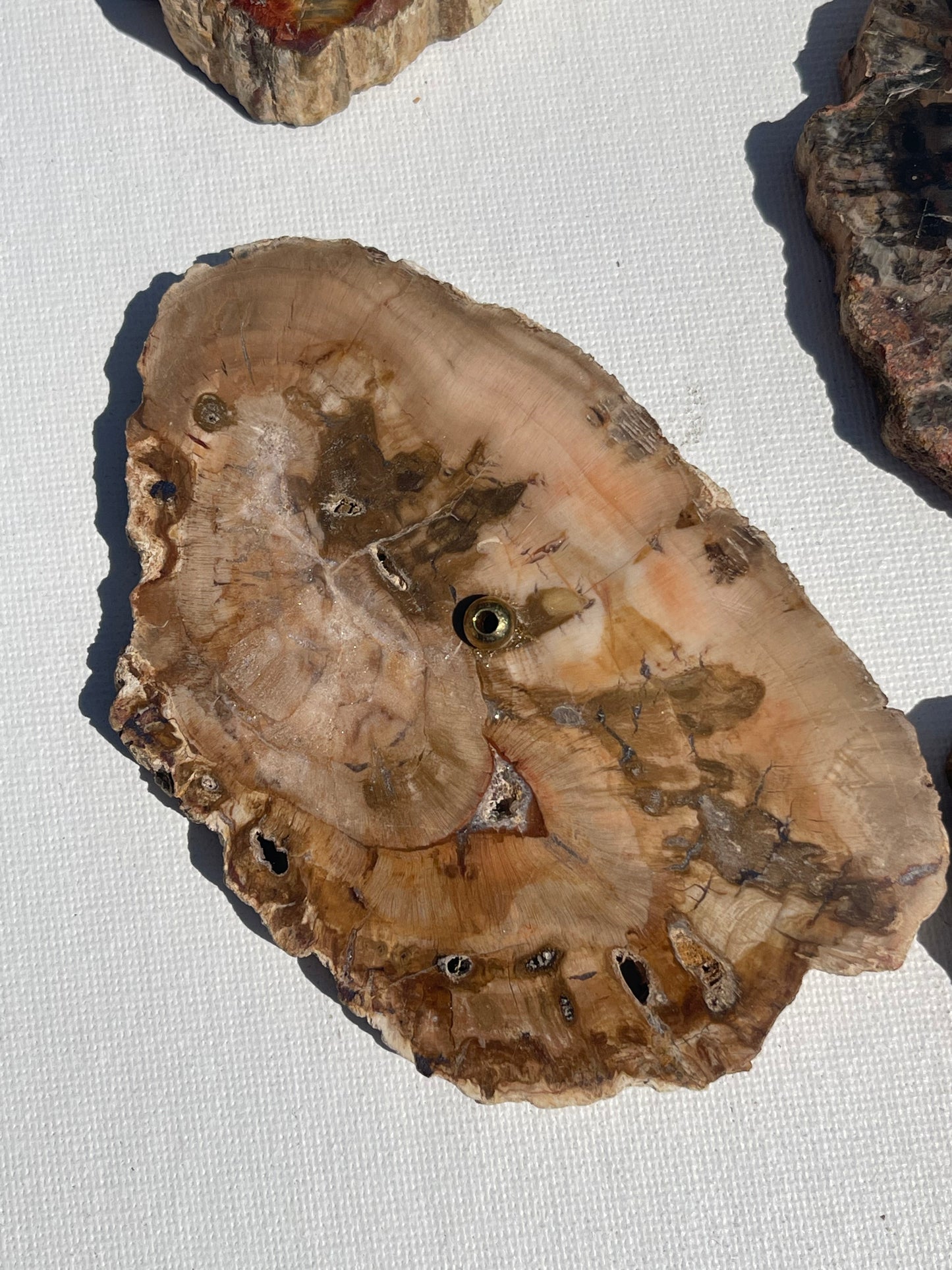 Petrified Wood Incense Holder