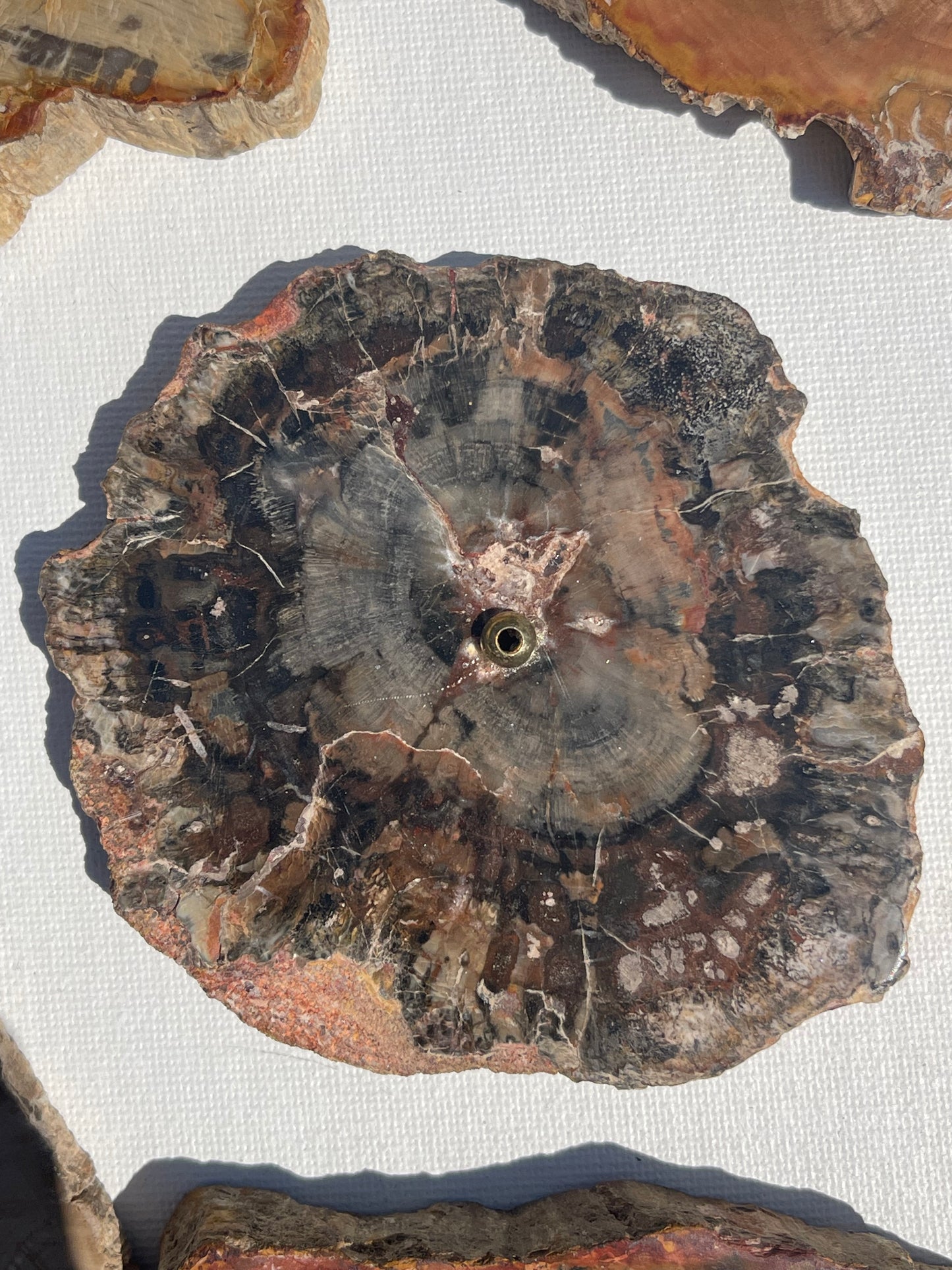 Petrified Wood Incense Holder